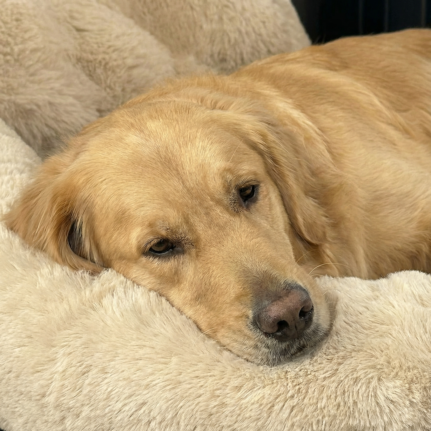 PAWZIE CLOUD CAR BED